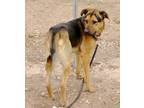 Adopt King DIR C 2/14/24 a Black German Shepherd Dog / Mixed Breed (Medium) /