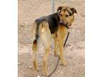 Adopt King DIR C 2/14/24 a Black German Shepherd Dog / Mixed dog in San Angelo