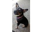 Adopt Layla a Black - with Tan, Yellow or Fawn Australian Cattle Dog / Miniature