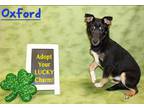 Adopt Oxford K75 12/21/23 a Black Mixed Breed (Medium) / Mixed dog in San