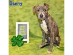 Adopt Danny K7312/21/23 a Black American Pit Bull Terrier / Mixed Breed (Medium)