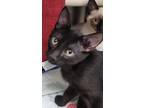 Adopt Gavin a All Black Domestic Shorthair / Domestic Shorthair / Mixed cat in