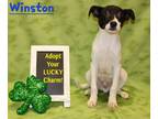 Adopt Winston K80 3 1-29-24 a Black Labrador Retriever / Mixed Breed (Medium) /