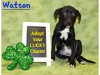 Adopt Watson K93 1-29-24 a White Labrador Retriever / Mixed Breed (Medium) /