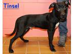 Adopt Tinsel K66 11-27-23 a Black Golden Retriever / Mixed Breed (Medium) /