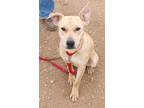 Adopt Bonita K57 2/9/24 a Tan/Yellow/Fawn Labrador Retriever / Mixed dog in San