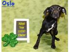 Adopt Oslo K70 12/21/23 a Black Labrador Retriever / Mixed Breed (Medium) /