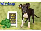 Adopt Winthrop K86 12-18-23 a Black American Pit Bull Terrier / Mixed Breed