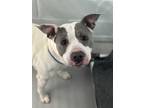 Adopt Bay a White - with Gray or Silver Pit Bull Terrier / Mixed dog in Stanton