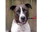 Adopt Jack a Brown/Chocolate Hound (Unknown Type) / Mixed dog in Savannah