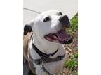 Adopt Tyson a White Mixed Breed (Large) / Mixed dog in Williamsburg
