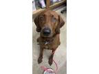 Adopt Rusty a Red/Golden/Orange/Chestnut Redbone Coonhound / Mixed dog in