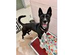 Adopt ESTREYA a Black Akita / Mixed dog in Frederick, MD (40979847)