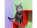 Adopt Clarence a Brown Tabby Domestic Shorthair / Mixed Breed (Medium) / Mixed