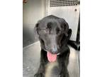 Adopt Gus a Black Retriever (Unknown Type) / Mixed dog in Fort Worth