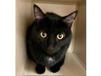 Adopt Boo a Black (Mostly) Domestic Shorthair (short coat) cat in Laramie