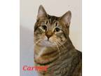 Adopt Carmel a Tiger Striped Domestic Shorthair (short coat) cat in Colfax