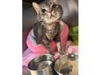 Adopt Stevie a Gray, Blue or Silver Tabby Domestic Shorthair (short coat) cat in
