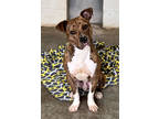 Adopt Nate a Brindle Terrier (Unknown Type, Medium) / Mixed Breed (Medium) /