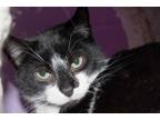 Adopt Lil Bro a Black & White or Tuxedo Domestic Shorthair (short coat) cat in