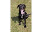 Adopt Cranberry a Black Labrador Retriever / Mixed dog in Battle Creek
