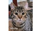 Adopt Mocha a Tiger Striped Domestic Shorthair (short coat) cat in Colfax