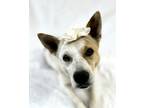 Adopt Fettuccine a White Australian Cattle Dog / Mixed dog in Picayune