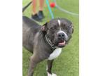 Adopt DINO a Black Mixed Breed (Medium) / Mixed dog in Port St Lucie