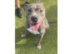 Adopt SPOOKY a Gray/Blue/Silver/Salt & Pepper Mixed Breed (Large) / Mixed dog in