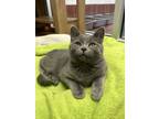 Adopt Blue Bell a Gray or Blue Domestic Shorthair (short coat) cat in Battle