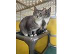 Adopt Matia a Gray or Blue Domestic Shorthair / Domestic Shorthair / Mixed cat