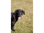 Adopt Crumb a Black Labrador Retriever / Mixed dog in Battle Creek