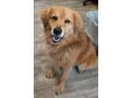 Adopt OSCAR a Red/Golden/Orange/Chestnut Mixed Breed (Medium) / Mixed dog in