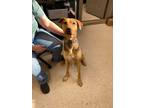 Adopt Lance a Black Coonhound (Unknown Type) / Mixed Breed (Medium) / Mixed