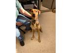 Adopt Lance a Black Black and Tan Coonhound / Mixed dog in Leitchfield