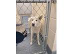 Adopt Oogie Frosty a White Husky / Mixed dog in Silver Springs, NV (41002309)