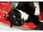 Adopt Jerry a Black & White or Tuxedo Domestic Shorthair (short coat) cat in