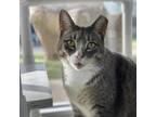 Adopt SUGARLOAF a Gray or Blue Domestic Shorthair / Domestic Shorthair / Mixed