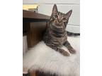 Adopt Harrison a Brown Tabby Domestic Shorthair / Mixed Breed (Medium) / Mixed