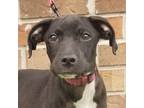 Adopt Molly McPhearson a Black Mixed Breed (Medium) / Mixed dog in Savannah