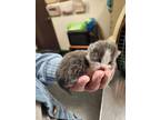 Adopt Poppet a Gray or Blue Domestic Shorthair / Mixed Breed (Medium) / Mixed