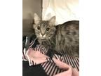 Adopt Quantum a Gray, Blue or Silver Tabby Domestic Longhair / Mixed (long coat)