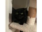 Adopt Shadow a All Black Domestic Longhair (long coat) cat in Minneapolis