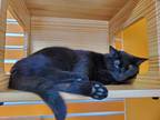 Adopt Nami a All Black Domestic Shorthair / Domestic Shorthair / Mixed cat in