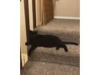 Adopt Tyson a All Black Domestic Mediumhair / Mixed (medium coat) cat in Fruita