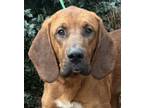 Adopt Bloodhound Baxter a Red/Golden/Orange/Chestnut - with White Bloodhound /