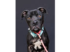Adopt SAMMI a Black American Pit Bull Terrier / Mixed Breed (Medium) / Mixed