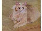 Adopt Samuel a Orange or Red Domestic Mediumhair (medium coat) cat in Bronson