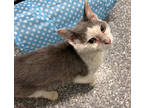 Adopt Polo a White Domestic Shorthair / Domestic Shorthair / Mixed cat in