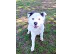 Adopt ROCKY a White Australian Shepherd / Mixed dog in Murfreesboro